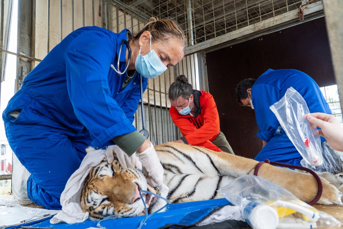 Sechs Tiger aus Privathaltung gerettet - AAP übernimmt Verantwortung und fordert mehr Regulierung