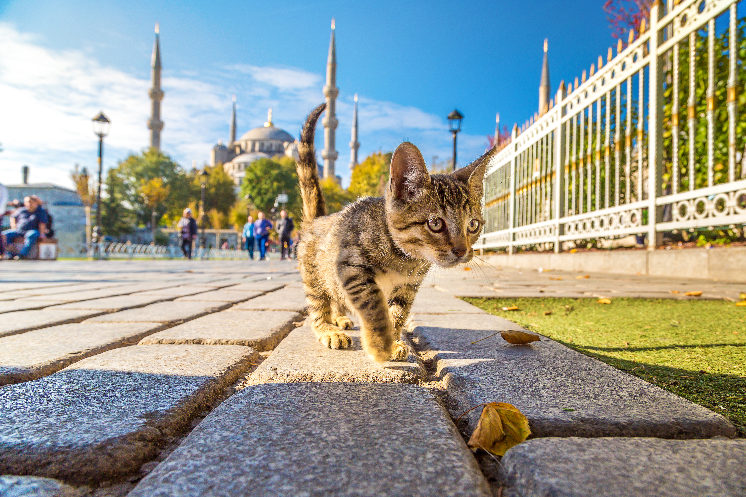 Katzen von Istanbul