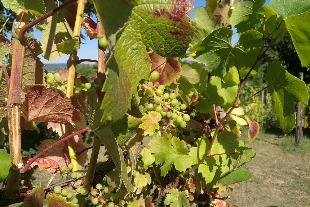 Weinstock (Archiv) via dts Nachrichtenagentur