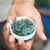 Unbearbeitete Spirulina-Alge - Foto: Flickr.com © PWRDF (CC BY 2.0)