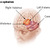 Der Hypothalamus - Foto: commons.wikimedia.org © Arcadian (CC BY-SA 3.0) 
