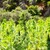 Hanf wird auch als Nutzpflanze immer populärer. Brandenburg will künftig Hanf-Anbau voranbringen. - Foto: pixabay.com @ chrisbeez (CC0 Creative Commons)