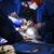 Erstmals Schweineherz-Transplantation f?r einen Menschen - Foto: Tom Jemski/University of Maryland School of Medicine/dpa