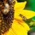 «Bienen zählen zu den wichtigsten Nutztieren», sagt Amtstierarzt Björn Wilcken. - Foto: Christophe Gateau/dpa