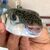 Der Hasenkopf-Kugelfisch hat sich im Mittelmeer ausgebreitet und frisst heimische Fischarten. - Foto: Anne Pollmann/dpa