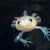 Ein junger Axolotl. Ein Atlas von Teilen des Gehirns des Axolotls hat weitere Hinweise zur besonderen Regenerations-Fähigkeit der Amphibie gebracht. - Foto: IMP/dpa