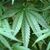 Hanf-Pflanzen (Cannabis) wachsen in einem Garten. - Foto: Oliver Berg/dpa