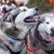 Sieben Alaskan-Malamutes Schlittenhunde von Alexandra Krüger, deutsche Meisterin im Schlittenhunderennen. - Foto: Jens Büttner/dpa