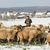 Ein Schäfer ist mit einer Schaf-und Ziegenherde auf mit Schnee bedeckten Wiesen unterwegs - Foto: Thomas Warnack/dpa