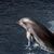 Delfine kommunizieren über diverse Unterwasserlaute miteinander. - Foto: -/Ukrinform/dpa