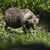 In der Slowakei gibt es mehr als tausend frei lebende Braunbären. - Foto: Milan Kapusta/tasr/dpa