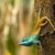 Diese Blaukopf-Schönechse (Calotes goetzi) aus Kambodscha posiert für ein Foto. - Foto: Henrik Bringsoe/WWF