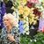 Ein Meer von Blumen: Königin Camilla besucht die Chelsea Flower Show. - Foto: Toby Melville/PA Wire/dpa