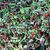 Zahlreiche Wolfsburger Fans waren zur Unterstützung ihrer Mannschaft nach Eindhoven gereist. - Foto: Swen Pförtner/dpa