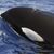 Orcas sind hochintelligente Tiere - Foto: SECAC/Monica Perez/epa efe/dpa