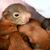 Zwei wenige Tage alte Eichhörnchen-Babys. - Foto: Pia Bayer/dpa
