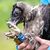 Einen Tag nach Bartgeier Sisi ist auch das junge Geiermännchen Nepomuk im Nationalpark Berchtesgaden zu seinem ersten Flug gestartet. - Foto: Sven Hoppe/dpa
