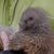 Kiwis sind die kleinsten Laufvögel der Welt und kommen nur in Neuseeland vor. - Foto: Belle Gwilliam/Department of Conservation/dpa