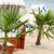 Die Palmen am Strand sorgen für Aufsehen bei Urlaubern. - Foto: Jonas Walzberg/dpa