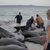 Retter versuchen, den gestrandeten Walen am Cheynes Beach östlich von Albany zu helfen. - Foto: Uncredited/Australian Broadcasting Corp./AP/dpa