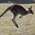 Manche Landwirte sehen Kängurus als Plage, weil sie Unordnung anrichten oder die Ernte fressen. - Foto: Rob Griffith/AP/dpa