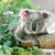Koala Ember wird bereits zum zweiten Mal Mutter. In Ihrem Beutel sei ein winziges Junges entdeckt worden, teilte der Internationale Tierschutz-Fonds (IFAW) mit. - Foto: Stacey Hedman/IFAW/dpa