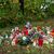Blumen und Kerzen im Gedenken an einen Obdachlosen. Er wurde mit Messerstichen getötet. - Foto: Sebastian Vogt/Stadt Horn-Bad Meinberg/dpa