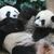 Die Pandas «Le Le» und «Jia Jia» im River Wonders Wildpark in Singapur. - Foto: Then Chih Wey/XinHua/dpa