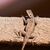 Kletterkünstler: Seit 50 Millionen Jahren besiedeln Geckos die Erde und gehören damit zu den ältesten Tieren der Welt. - Foto: Annette Riedl/dpa