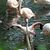 Im Berliner Zoo gibt es einige Flamingos - der älteste von ihnen, Ingo, ist nun gestorben. - Foto: Jessica Lichetzki/dpa
