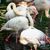 Der Flamingo Ingo lebte seit 1955 in Berlin. - Foto: Gregor Fischer/dpa