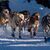 Die Hunde des Teams von Riley Dyche beim Start des Iditarod Trail Hundeschlittenrennens in Anchorage. - Foto: Loren Holmes/Anchorage Daily News via AP/dpa