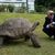 Auf der Insel St. Helena trifft Prinz Edward die Schildkröte Jonathan. - Foto: St Helena/Diana Jarvis/PA Media/dpa