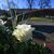 Weiße Rosen stehen an der Gedenkstätte Gebrochener Ring einer Schule in Winnenden. Damit wird den 16 Toten des Amoklaufs gedacht. - Foto: Bernd Weißbrod/dpa