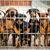 Hunde lehnen an dem Gitter eines Zwingers in einem Tierheim. Viele deutsche Tierheime sind überfüllt, manche haben sogar einen Aufnahmestopp verhängt. - Foto: Sina Schuldt/dpa