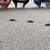 Babymeeresschildkröte am korsischen Strand Capo di Feno. Im westlichen Mittelmeer gab es im vergangenen Jahr ungewöhnlich viele Nistplätze von Meeresschildkröten. - Foto: CARI/dpa