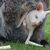 Das Kängurubaby Abigail im Beutel der Mutter im Vogelpark Marlow. - Foto: Bernd Wüstneck/dpa
