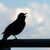 Wer bei der «Stunde der Gartenvögel» mitmachen möchte, beobachtet eine Stunde lang die Vögel im Garten, am Balkon, vor dem Fenster oder im Park. - Foto: Frank Rumpenhorst/dpa