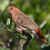 So sieht ein ausgewachsenes Blauaugentäubchen aus. - Foto: Silvia Faustino Linhares/Chester Zoo/dpa