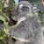 Koalas schlafen rund 20 Stunden am Tag. (Archivbild) - Foto: Carola Frentzen/dpa