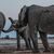 Drei Elefantenmännchen begrüßen sich am Mushara-Wasserloch in Namibia. - Foto: Caitlin O’Connell-Rodwell/Tim Rodwell/dpa