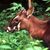 Die seltenen Saolas wurden erst 1992 entdeckt. (Archivbild) - Foto: David Huls/WWF World Wide Fund For Nature/dpa