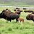 Eine Büffelherde im Yellowstone-Nationalpark. - Foto: Matthew Brown/AP/dpa