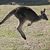 In Australien vergeben die Behörden Lizenzen zum Töten von Kängurus. (Archivbild) - Foto: Rob Griffith/AP/dpa