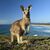 Kängurus gelten bei vielen Farmern in Australien als Plage. (Archivbild) - Foto: Dave Hunt/AAP/dpa