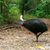 Helmkasuare sind die drittgrößten Vögel der Welt. (Archivbild) - Foto: Wilson Ring/AP/dpa