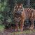 In dem Freizeitpark leben Sumatra-Tiger und Bengalische Tiger. (Symbolbild) - Foto: Arne Dedert/dpa