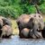 Elefanten trinken Wasser im Chobe-Nationalpark. (Archivbild) - Foto: Charmaine Noronha/AP/dpa