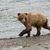 Im Sommer müssen die Braunbären vor der Winterruhe anspecken. - Foto: T. Carmack/National Park Service/AP/dpa