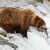 Die Braunbärin 402 hat den Angriff eines männlichen Bären nicht überlebt. - Foto: -/Katmai National Park and Preserve/dpa